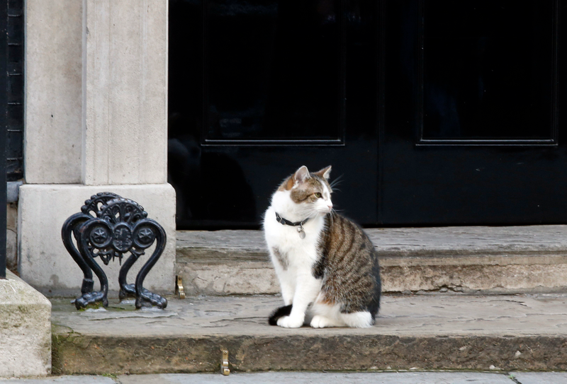 Illustration for article titled A Question About Brexit: Does 10 Downing Street Get to Keep Larry the Cat?Â
